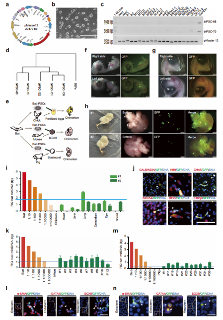 CELL DISCOV丨杜旭光/吳森等開發無轉基因蝙蝠誘導的多能干細胞，適合小鼠、豬和小雞形成嵌合體(圖2)