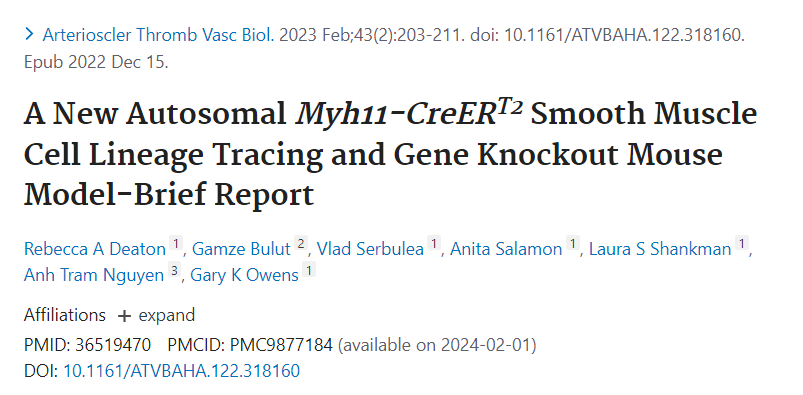 弗吉尼亞大學發現全新Myh11-CreERT2-RAD小鼠可作為平滑肌細胞研究的新工具